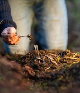 Microbioma de la rizosfera, por qué debemos poner el foco bajo tierra