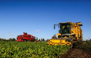 Beneo Orafti Chile cierra la temporada 2023-2024 con un crecimiento de 48% en superficie sembrada de achicoria