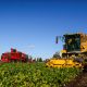 Beneo Orafti Chile cierra la temporada 2023-2024 con un crecimiento de 48% en superficie sembrada de achicoria