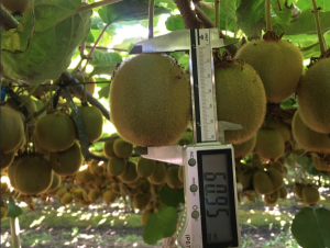 Comité del Kiwi alista la implementación de herramienta para la estimación de calibre