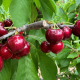 Recomendaciones técnicas para la cosecha óptima de la variedad Sweet Aryana