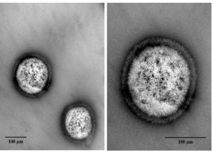 Universidad de Valladolid realizará Jornada de Nanotecnología online y gratuita