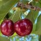 Consideraciones técnicas para la cosecha de cerezas Pacific Red en el momento adecuado