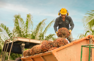 La producción de aceite de palma en Colombia repunta en octubre frente a los últimos meses