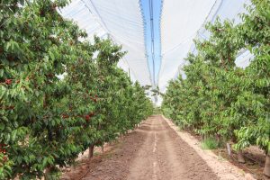 Uso de cubiertas plásticas para evitar el estrés abiótico en cerezo