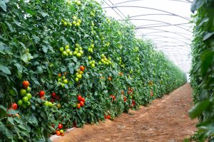 NACILLUS® MAX, eficaz herramienta  para el control de enfermedades en jitomate