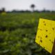 El Perú fue la cuna del Manejo Integrado de Plagas que hoy transforma la agricultura