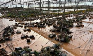 DANA deja más de 50.000 hectáreas agrícolas dañadas: cítricos y caquis son los cultivos más afectados