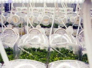 Innovación Natural para una Agricultura Sostenible