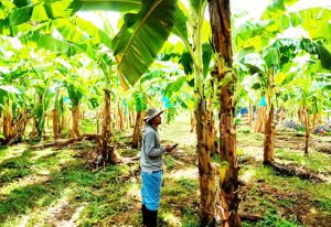 Agroindustria bananera destaca avances en la lucha contra el hongo Fusarium Raza 4 Tropical