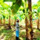 Agroindustria bananera destaca avances en la lucha contra el hongo Fusarium Raza 4 Tropical