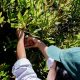 INIA dio inicio a proyecto que impulsa la fruticultura sostenible en Ñuble con cultivos de macadamia, pistacho y calafate