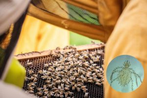 Descubren nueva especie de ácaro que parasita y amenaza a las abejas en Colombia