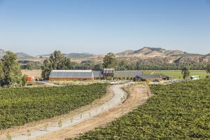 La madurez de los viñedos: Clave en la abundancia relativa de micorrizas