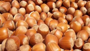 Nuevo seminario sobre avellano europeo y día de campo en región de la Araucanía