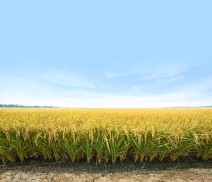 Análisis de suelos, selección de enmiendas y plan de fertilización