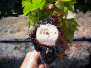 Enfermedades de la madera de la vid causadas por hongos: descripción, prevención, diagnóstico y manejo