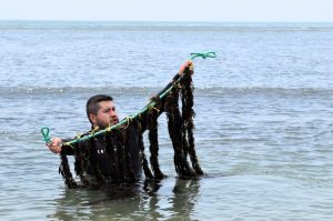Universidad Científica del Sur desarrolla biofertilizante a base de macroalgas