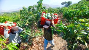 Promango: “Tenemos la peor campaña de la historia del mango”