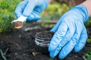 Estudian la salud del suelo y su relación con el rendimiento del trigo
