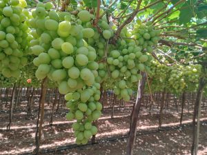 Exportaciones de uva llegarían a los US$ 1.500 millones en 2024