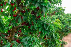 Check Fast Cherry
