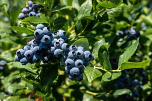 Temporada de arándanos chilenos 2024-25, con retraso pero buena calidad de fruta