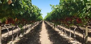 La innovadora propuesta de Innovak Global para hacer frente a las megatendencias que están impactando a la agricultura
