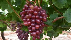 INIA identifica cinco accesiones de uva con alta calidad genética para su desarrollo