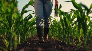 Timac AGRO a la vanguardia en soluciones agrícolas junto a Fertiamérica