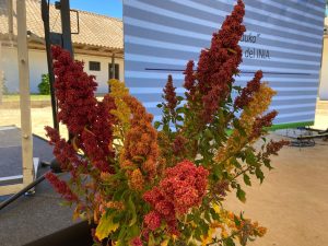 Presentan nueva variedad de quinua adaptada al cambio climático