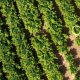 SeeTree, nueva plataforma digital que SummitAgro está probando para incorporar dentro de sus servicios de tecnología