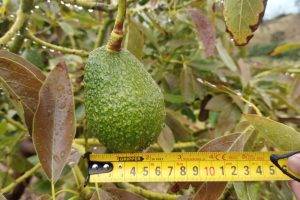 Colombia perdería hasta un 35% de la producción de aguacate por el cambio climático