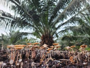 Biocompost, una alternativa para la fertilidad del suelo y la nutrición del cultivo