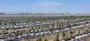 Inka’s Berries planta 300 hectáreas de arándanos en Ica