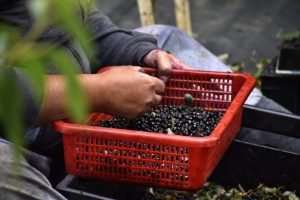 Proyecto desarrollará tecnologías para optimizar cultivo de maqui