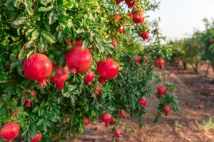 Biopelícula de granada y calamar permite alargar la vida poscosecha de frutillas