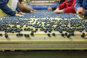 Envíos de arándanos chilenos crecen 7% respecto a la temporada pasada