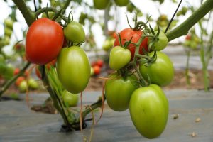 Innovación en manejo de agua y fertilización aumenta rendimiento de jitomate