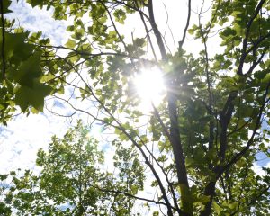 Ola de calor tuvo peak de temperaturas extremas, pero será solo la primera de varias en 2025