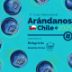 ¡No te lo puedes perder! Curso internacional de arándanos Chile 2025 llega con todo