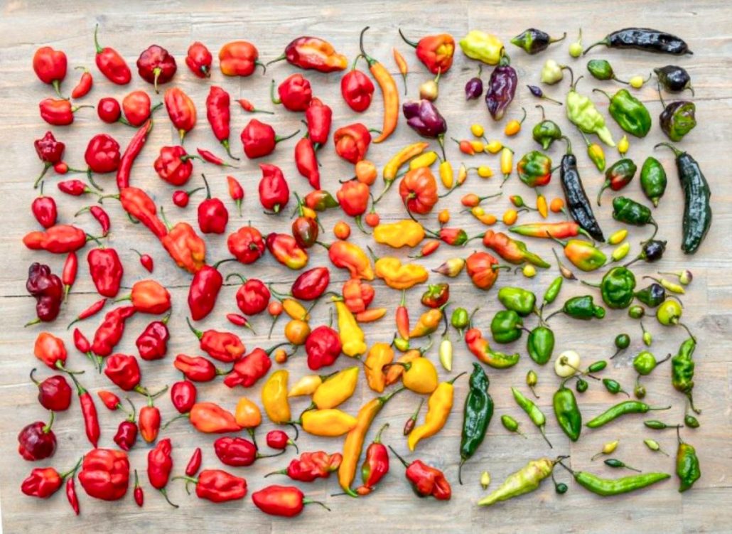 Ajíes nativos de Perú