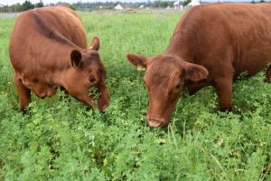 Investigación chilena en genética de alfalfa avanza en colaboración internacional