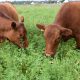 Investigación chilena en genética de alfalfa avanza en colaboración internacional