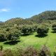 Récord en exportaciones de aguacate Hass: Colombia exportó 138.316 toneladas en 2024