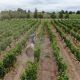 SAG añade tres plaguicidas de uso agrícola al listado de sustancias prohibidas