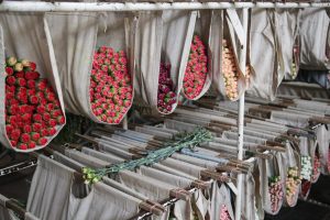 Colombia exportó más de 65.000 toneladas de flores a EE UU para celebración de San Valentín