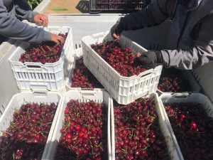 Proyecto de fruticultura sustentable permite aumentos de rendimiento de 75% en huerto de cereza
