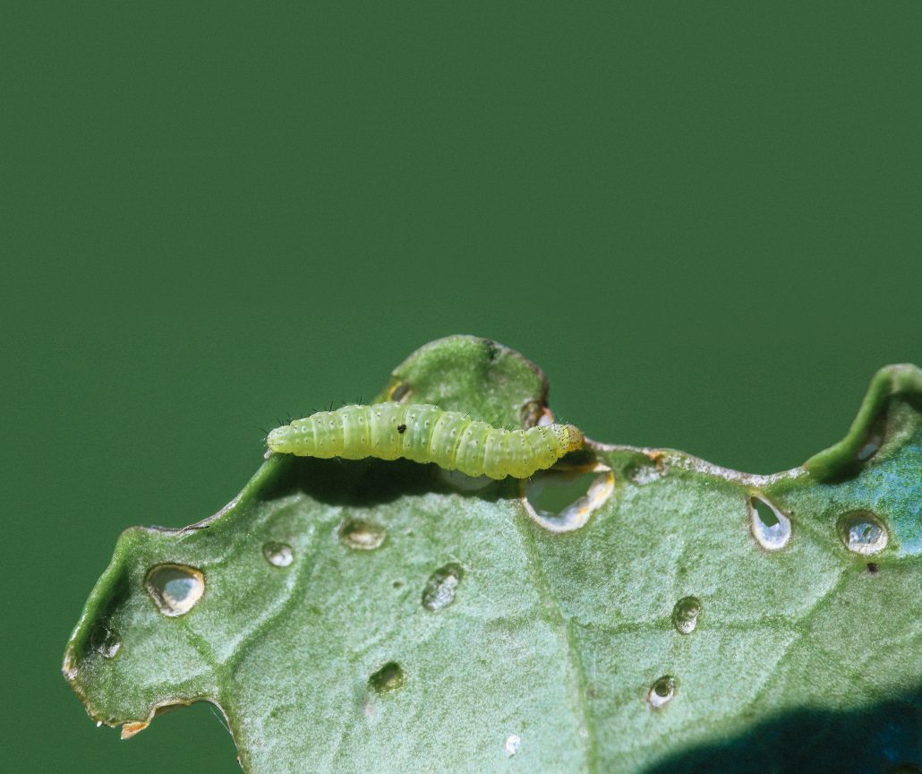 Polilla de la plaga Plutella xylostella