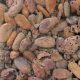 Desarrollan control de insectos en granos almacenados de cacao